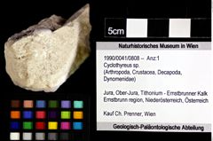 Foto (Objket + Etiketten) von Cyclothyreus sp. 